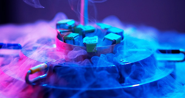 Material de multiplicação animal